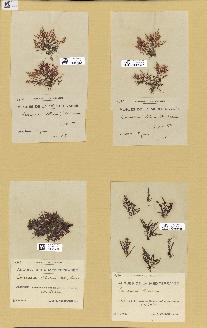 spécimen de Laurencia obtusa