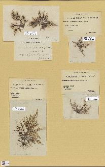 spécimen de Laurencia obtusa