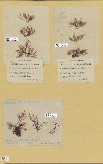 spécimen de Laurencia obtusa