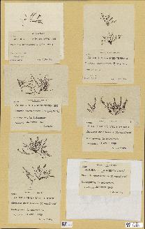spécimen de Chondria coerulescens