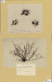 spécimen de Chondria coerulescens