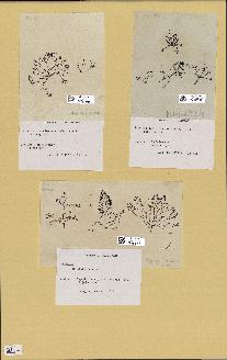 spécimen de Chondria coerulescens