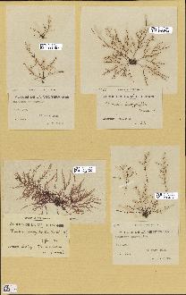 spécimen de Chondria dasyphylla