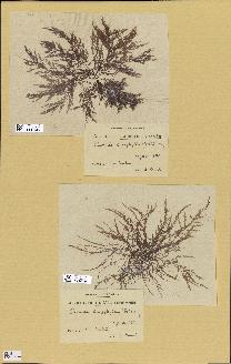 spécimen de Chondria dasyphylla