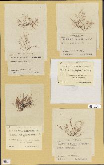 spécimen de Chondria dasyphylla