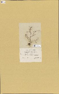 spécimen de Chondria dasyphylla