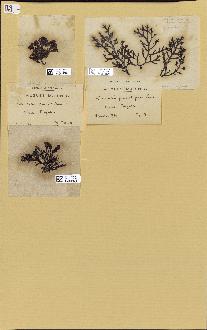 spécimen de Laurencia pinnatifida