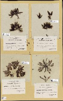 spécimen de Laurencia pinnatifida