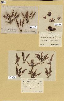 spécimen de Laurencia pinnatifida