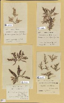 spécimen de Laurencia pinnatifida
