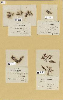 spécimen de Laurencia pinnatifida