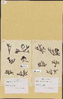 spécimen de Laurencia pinnatifida
