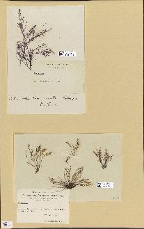 spécimen de Laurencia sp.