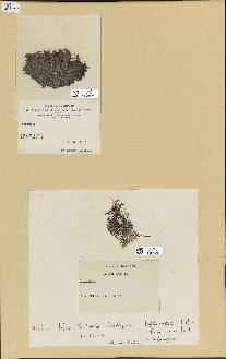 spécimen de Laurencia sp.