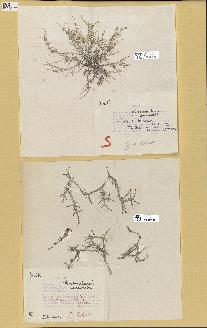 spécimen de Laurencia sp.