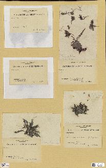 spécimen de Laurencia sp.