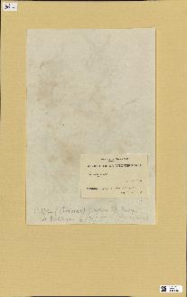 spécimen de Laurencia sp.
