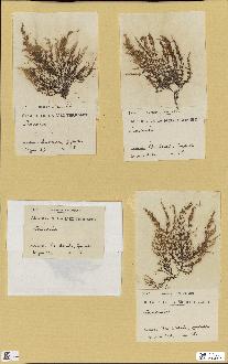 spécimen de Laurencia sp.