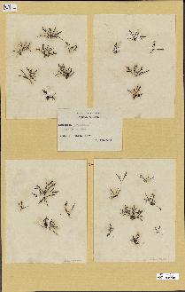 spécimen de Laurencia sp.