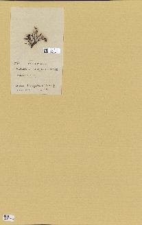 spécimen de Laurencia sp.