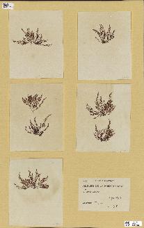 spécimen de Laurencia sp.