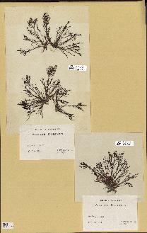 spécimen de Laurencia sp.