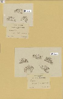 spécimen de Laurencia sp.