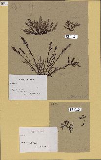 spécimen de Laurencia sp.