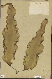 spécimen de Laminaria maxima