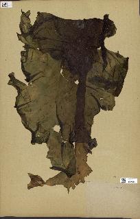 spécimen de Laminaria maxima