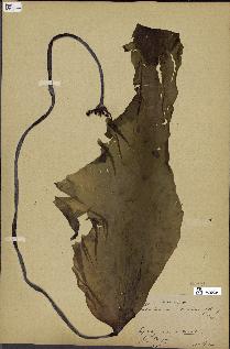 spécimen de Laminaria maxima
