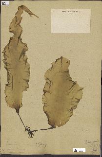 spécimen de Laminaria maxima