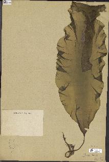 spécimen de Laminaria maxima