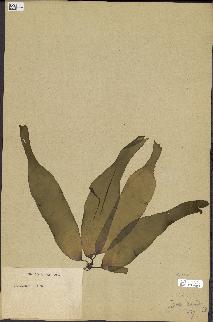 spécimen de Laminaria maxima