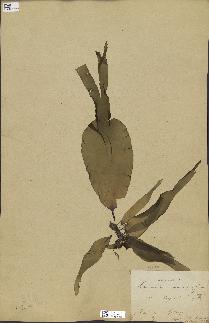 spécimen de Laminaria maxima