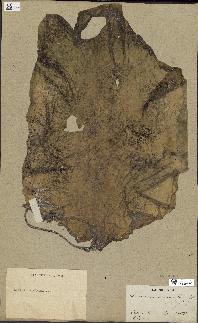 spécimen de Laminaria maxima