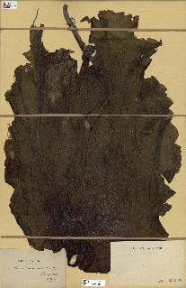 spécimen de Laminaria maxima