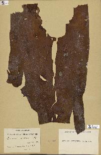 spécimen de Laminaria ochroleuca