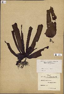 spécimen de Laminaria ochroleuca