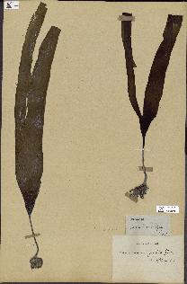 spécimen de Laminaria pallida