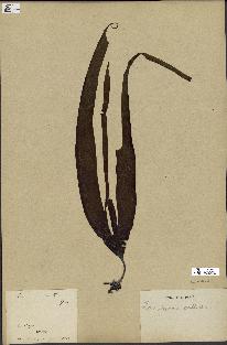 spécimen de Laminaria pallida