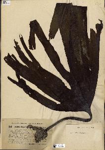 spécimen de Laminaria platymeris