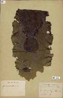 spécimen de Laminaria rodriguezii