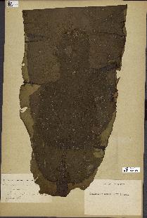 spécimen de Laminaria rodriguezii