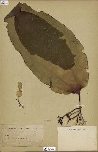 spécimen de Laminaria rodriguezii