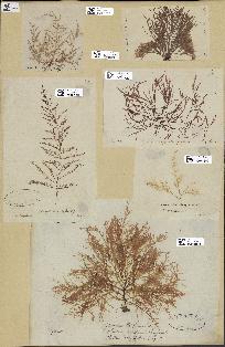 spécimen de Laurencia dasyphylla