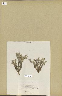 spécimen de Halimeda tridens