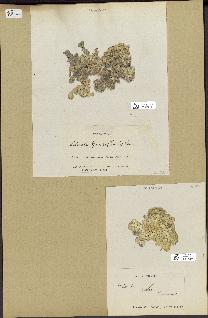 spécimen de Halimeda opuntia
