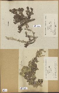 spécimen de Halimeda opuntia