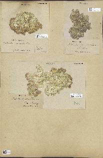 spécimen de Halimeda opuntia